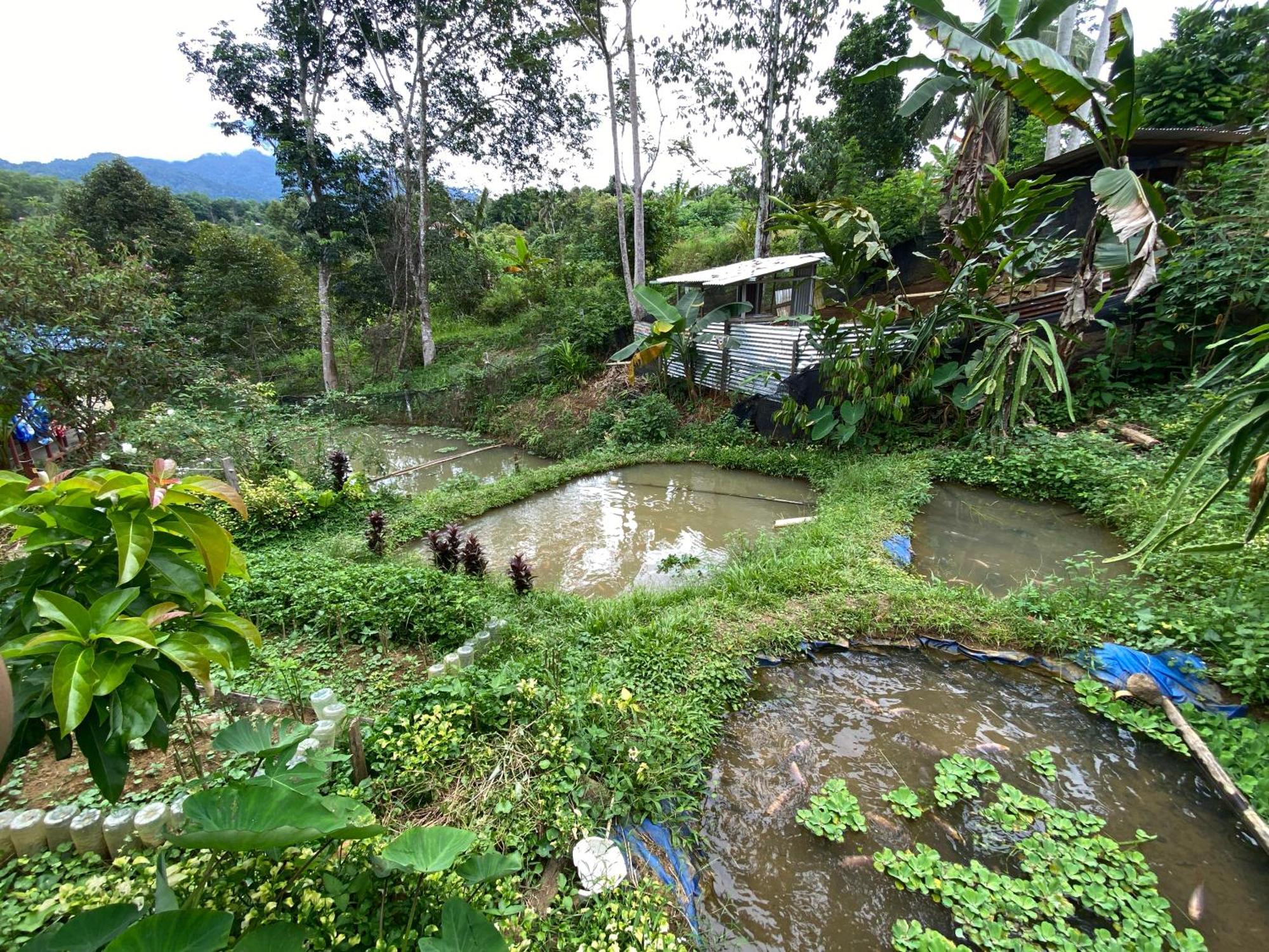 Da Family Mini Garden Hotel Ranau Eksteriør billede